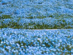 -花开海上生态园