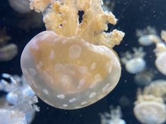 -新加坡海洋生态馆