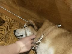 -柴务处·柴犬主题狗咖