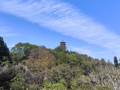 -深圳仙湖植物园