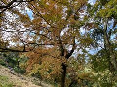 -广州市石门国家森林公园