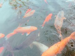 -老号尤兔头(西川店)