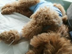 -康旭宠物医院(郑州总院)