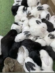 -萌宠亲子动物乐园(槐房万达店)