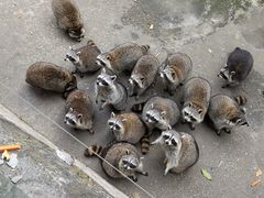 -常州淹城野生动物世界