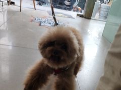 -佳雯宠物医院·皮肤科·内外科(春晓路分院)