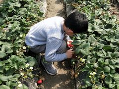 -小鱼草莓采摘园农家乐·小鱼餐厅