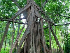 -中国科学院西双版纳热带植物园