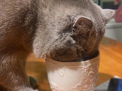 -猫小院猫主题餐厅(三里屯店)