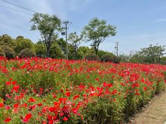-春花秋色城市公园