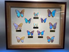 -上海昆虫博物馆