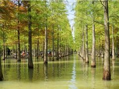 -泗洪洪泽湖湿地景区