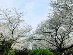 -武汉大学-樱园