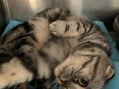 -北京观赏动物医院·24小时大型综合·猫专科·异宠专科