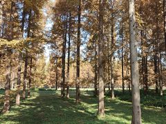 -黄海国家森林公园