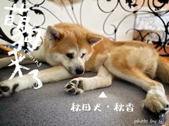 -喜柴咖啡·柴犬狗咖