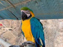 -西霞口神雕山野生动物世界