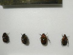 -上海昆虫博物馆