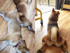 -柴犬高等学院·狗咖·柴犬售卖·宠物训练