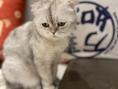 -飞行喵MR PILOT|猫舍·猫咖(静安大融城店)