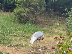 -西霞口神雕山野生动物世界