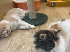 -momokira米努特·德文卷毛猫·棉花面纱犬