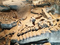 -自贡恐龙博物馆