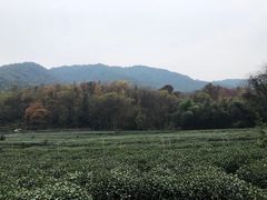 -龙井村