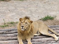 -西霞口神雕山野生动物世界