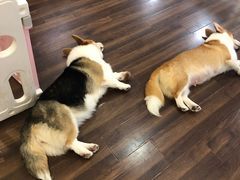 -柯斗斗主题餐厅·狗咖·围炉煮茶·茶饮(国瑞升平里店)