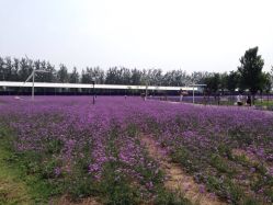 大大的糖摄影-梵初·STUDIO婚纱摄影(通州万达店)