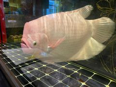 -老三羊汤【北兴隆街店】