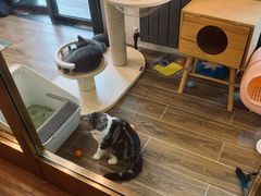 -猫大福·Fortune Cat猫舍(百子湾店)
