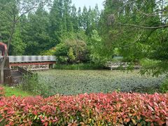 -东平国家森林公园