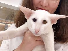 -飞行喵MR PILOT|猫舍·猫咖(静安大融城店)