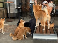 -柴犬高等学院·狗咖·柴犬售卖·宠物训练