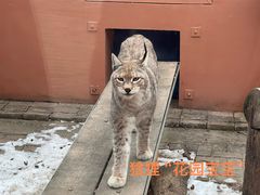 -青藏高原野生动物园