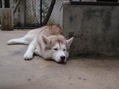 -TrueLove @ Neverland (Husky Cafe)