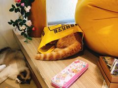 -藏猫猫咖啡主题馆(中央大道店)