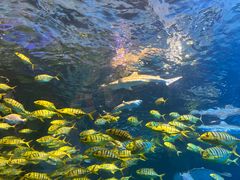 -太平洋海底世界