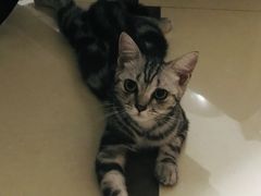 -翊宠yipet猫狗购宠庄园犬舍•猫舍