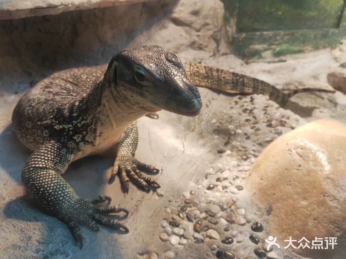 上海大自然野生昆虫馆景点图片