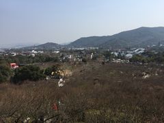 -香雪海