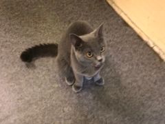 -猫色咖啡·猫咖