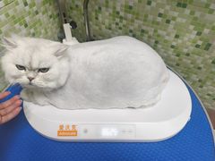 -瑞鹏宠物医院·微创内窥镜·骨外科·牙科(翠竹分院)