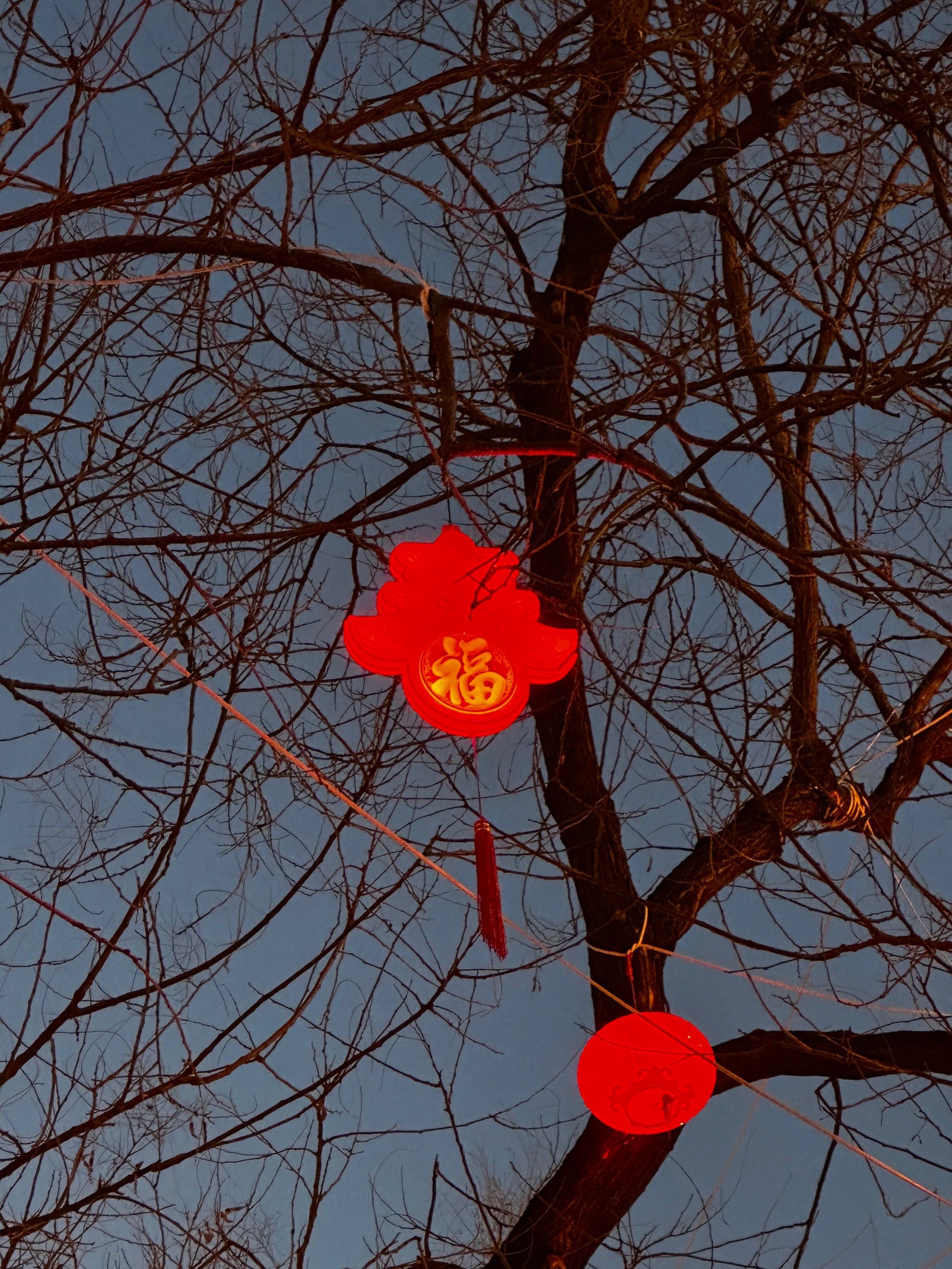 年过了,树上的小灯笼都还在 #0元玩转这座城