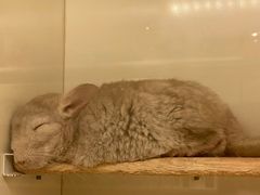 -龙猫仔乐园(惠福东路店)