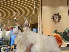 -momokira米努特·德文卷毛猫·棉花面纱犬