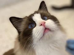 -猫域·湾主题猫咖·宠物吧(南坪城市广场店)