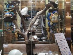 -more than meow吴止猫主题餐厅(承德 中船汇店)